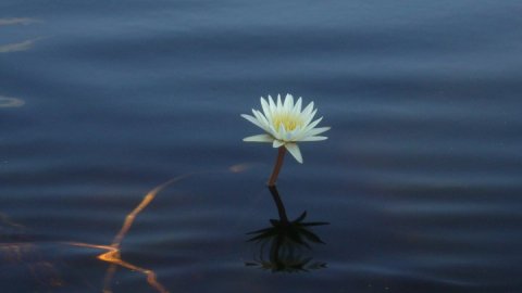 lili flower, moremi