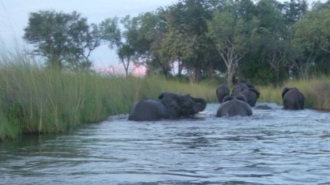 Elefantes, Chobe