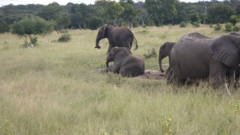 elefantes en chobe